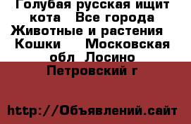 Голубая русская ищит кота - Все города Животные и растения » Кошки   . Московская обл.,Лосино-Петровский г.